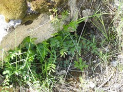 Sanguisorba verrucosa