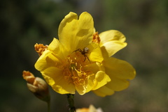Cochlospermum regium