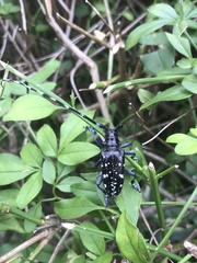 Anoplophora glabripennis