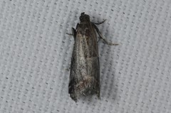 Acrobasis marmorea
