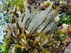 Dictyota kunthii
