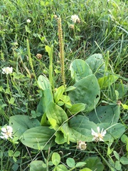 Plantago major