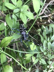 Anoplophora glabripennis