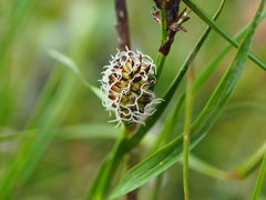 Carex membranacea