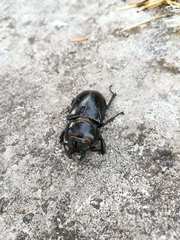Lucanus barbarossa