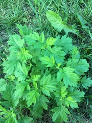 Artemisia vulgaris