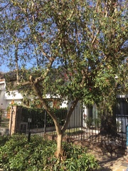 Pouteria salicifolia