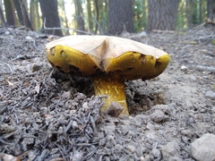 Butyriboletus abieticola