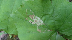 Phytomyza tussilaginis