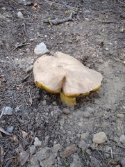 Butyriboletus abieticola