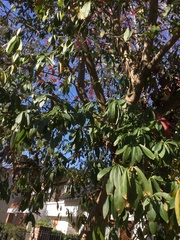 Pouteria salicifolia