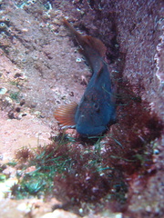 Scartichthys variolatus