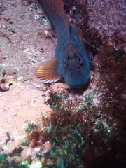 Scartichthys variolatus