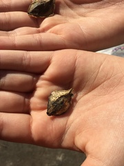 Pouteria salicifolia