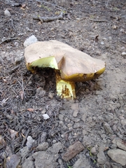 Butyriboletus abieticola