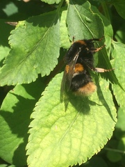 Bombus