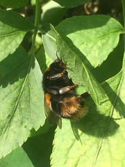 Bombus