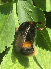 Bombus