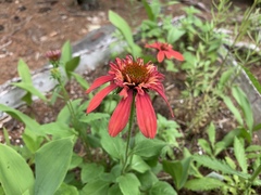 Gaillardia × grandiflora