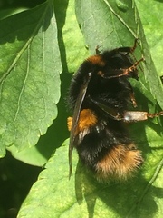Bombus