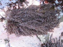 Odonthalia floccosa