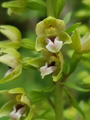 Epipactis dunensis