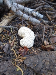Lycoperdon subcretaceum