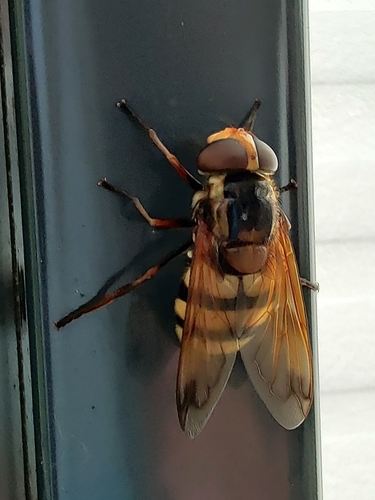 Volucella inanis nuotrauka