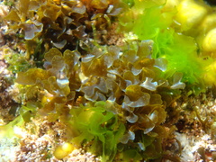 Dictyota phlyctaenodes