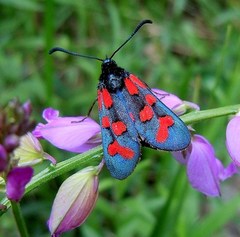 Zygaena oxytropis