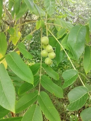 Juglans ailantifolia cordiformis