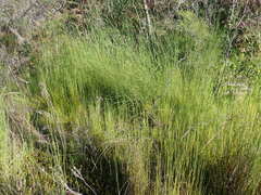 Platycaulos compressus