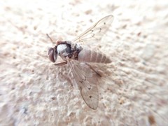 Stenotabanus