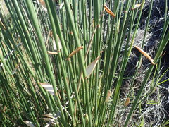Elegia thyrsoidea