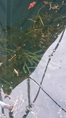 Lagarosiphon major