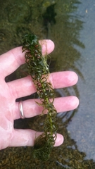 Lagarosiphon major