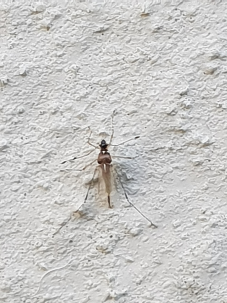 Gampsoacantha