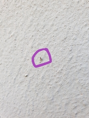 Gampsoacantha pumilio