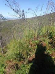 Elegia thyrsoidea