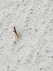 Gampsoacantha pumilio