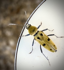 Chlorophorus glabromaculatus