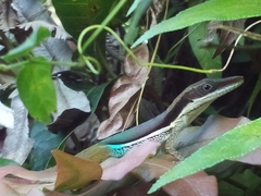 Anolis hendersoni