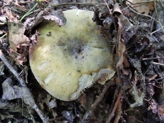Russula violeipes