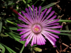 Lampranthus filicaulis
