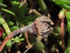 Lampranthus filicaulis