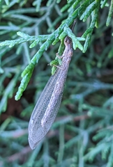 Neuroleon