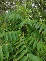 Juglans ailantifolia cordiformis
