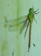 Coryphaeschna adnexa