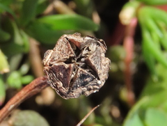 Lampranthus filicaulis