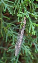 Neuroleon